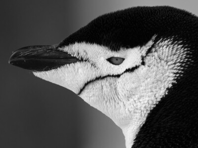 Chinstrap Penguin Portrait - Print