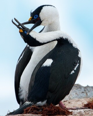 Antarctic Cormorants Courting - Print