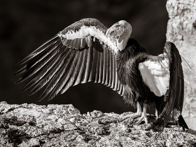 California Condor #114 - Print