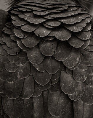 California Condor Back Feathers of #455 - Print