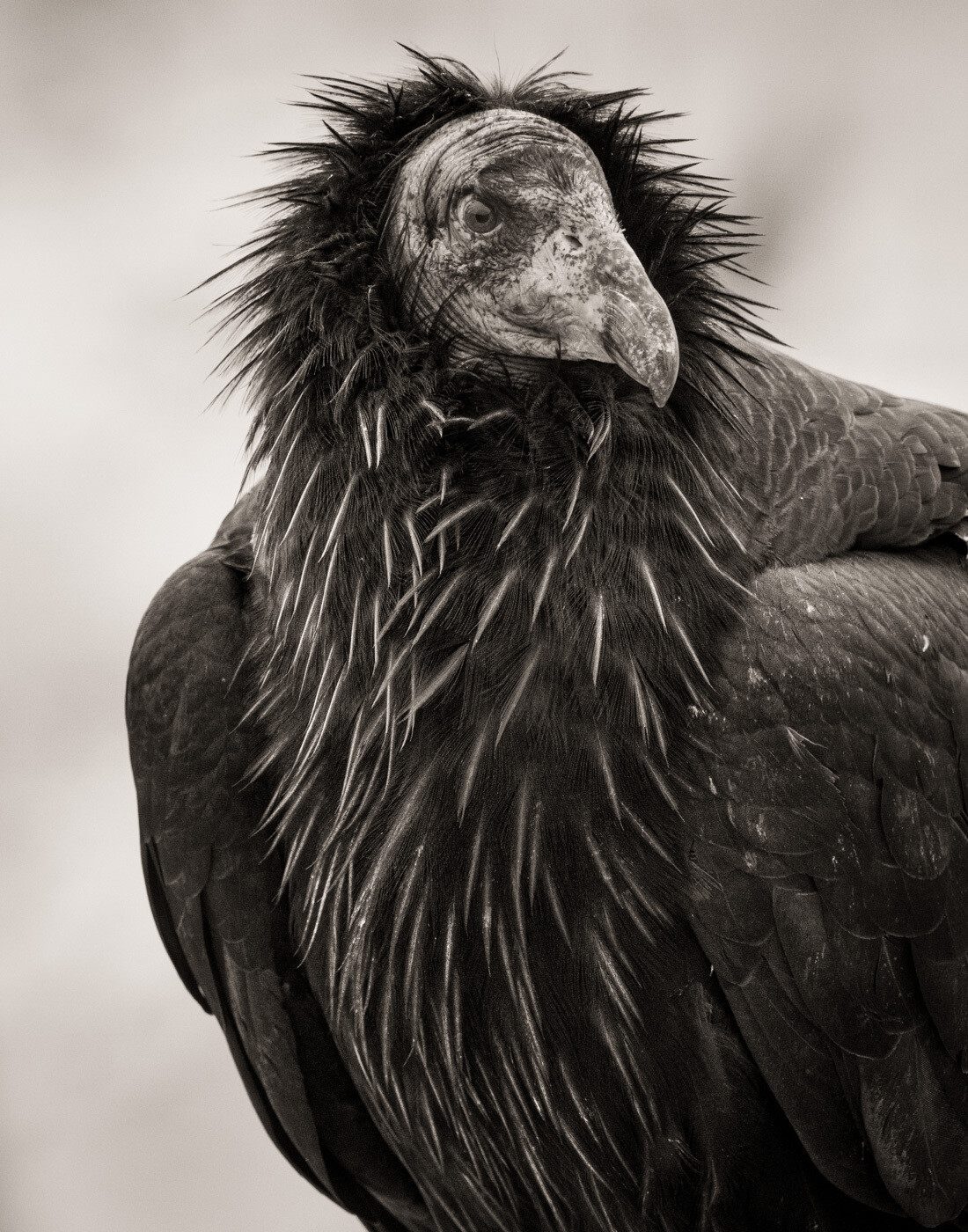 California Condor #741 - Print