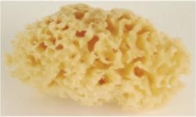 Graftobian Sea Sponges