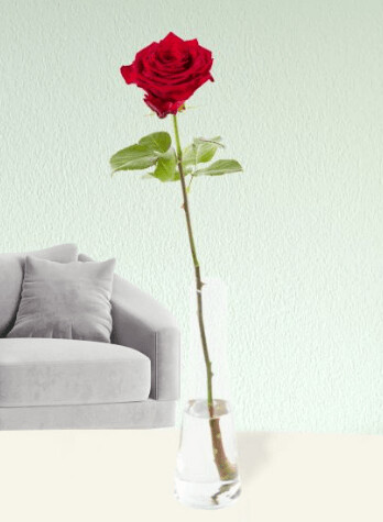 1 Rose