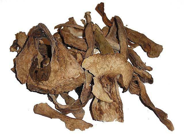 Porcini