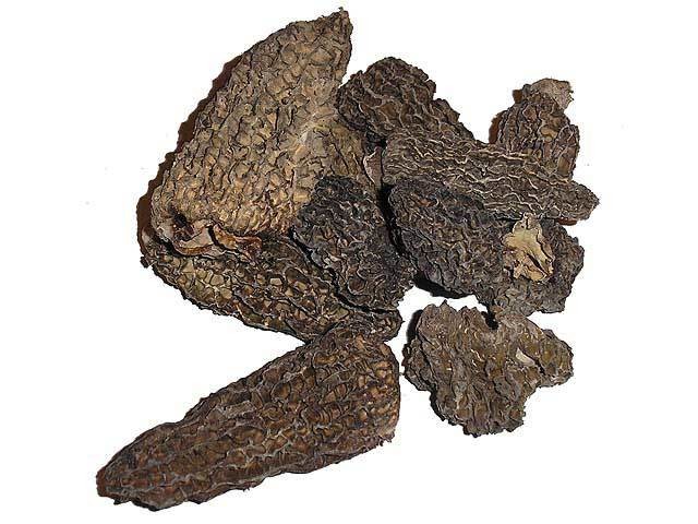 Morel