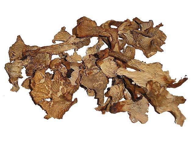 Chanterelle