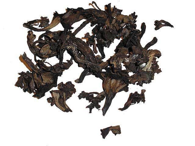 Black Trumpet
