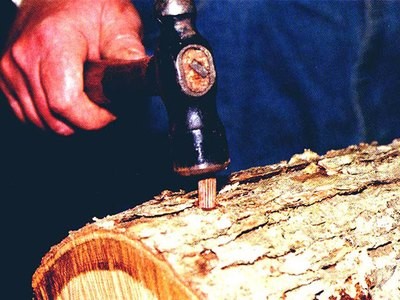 Shiitake Growing Kits