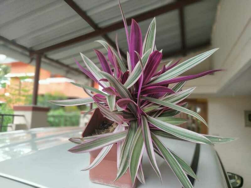 Rheo Plant