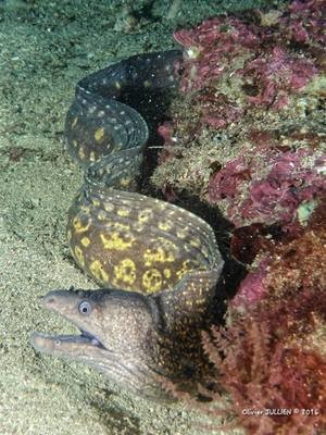 30 espèces de poissons de Méditerranée