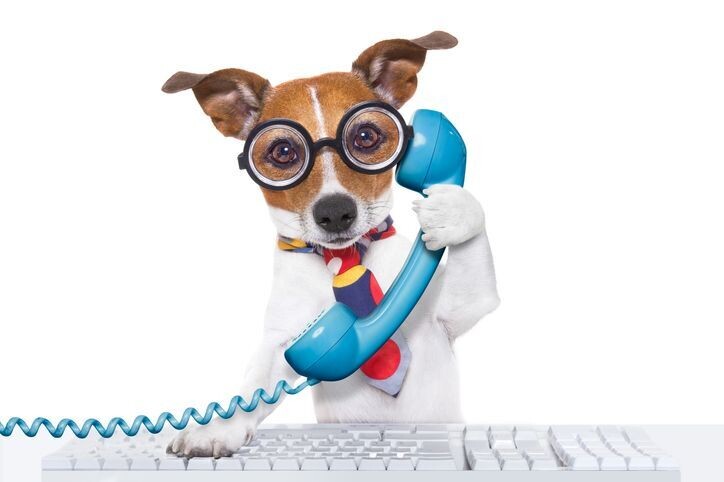 Pfoten-Telefon (Beratung zum Wunschtermin mit flexibler Dauer) Fütterungsberatung für den Hund