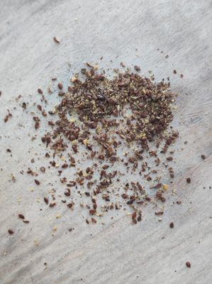 Leinsaat de luxe Leinsaat de luxe