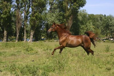 Pferde