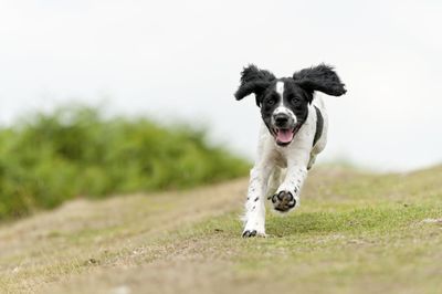 Hunde