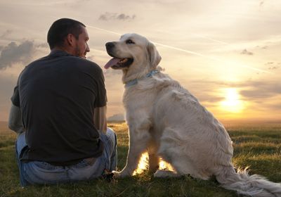 Beratung Hund
