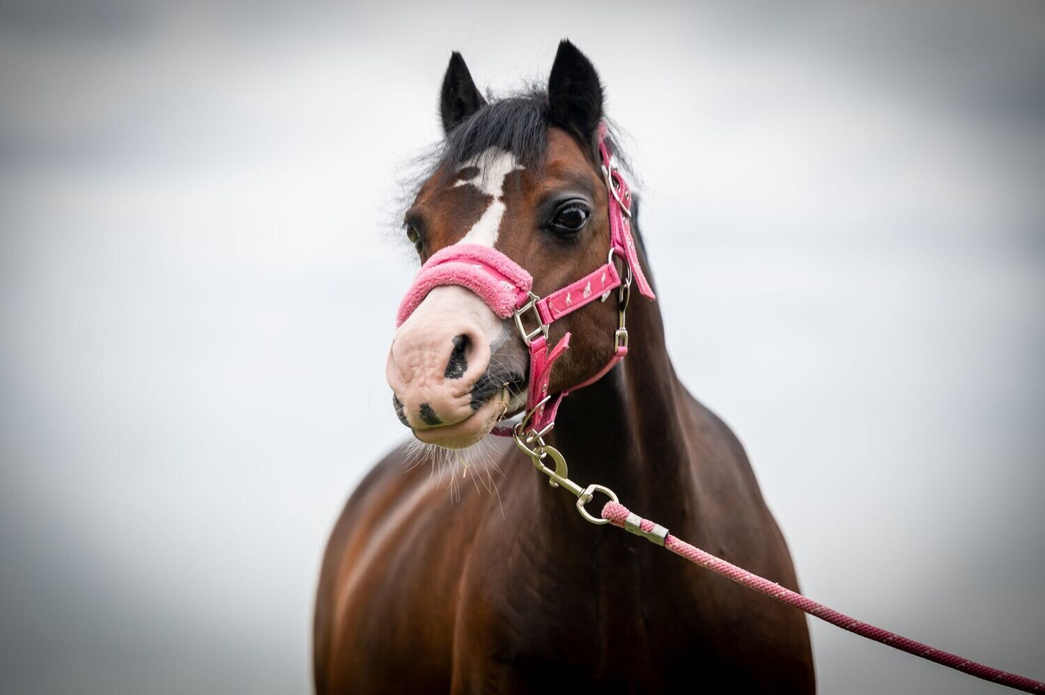 Pony