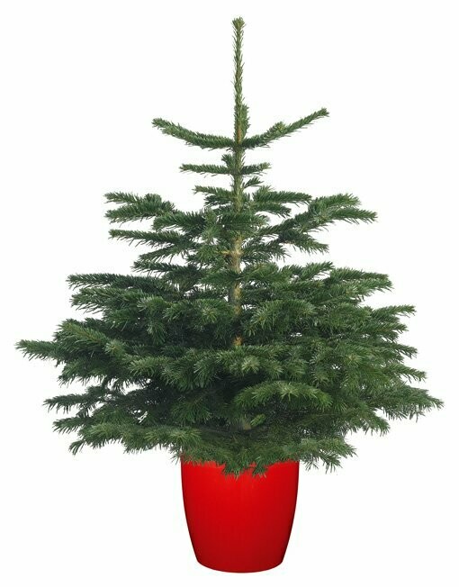 Pot Grown Nordmann Fir Non Drop Christmas Trees