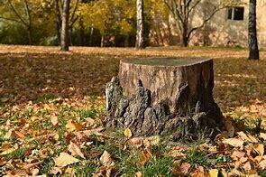 Tree Stump Treatment 