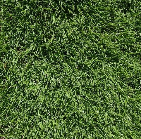 20kg - FR CSI Premium Football & Rugby Pitch With Creeping Rye Grass Seed Mix
