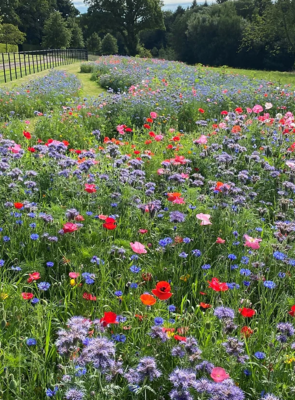 HC10 The Bees Knees Wildflower Seed Mix 100%