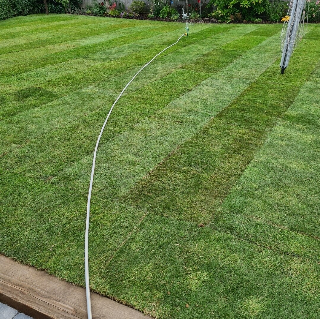 Budget Lawn Turf Roll (1m2). General Purpose / Hardwearing Lawn