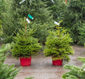 Pot Grown Norway Spruce Christmas Trees