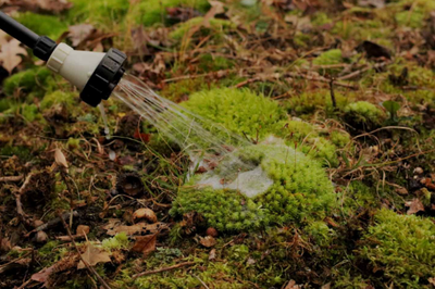 Moss Control
