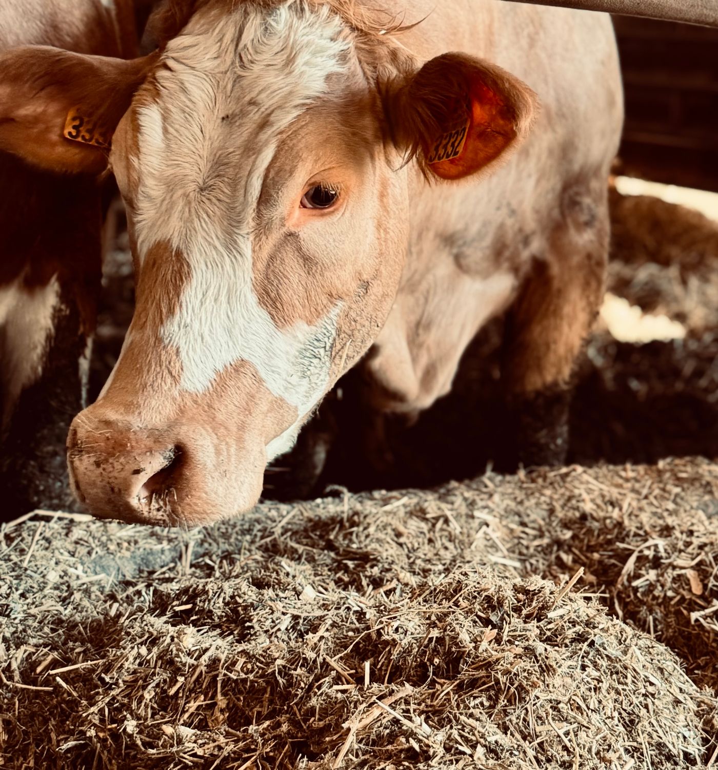 Adapter la ration alimentaire de son troupeau à sa production fourragère - 23/10/2025