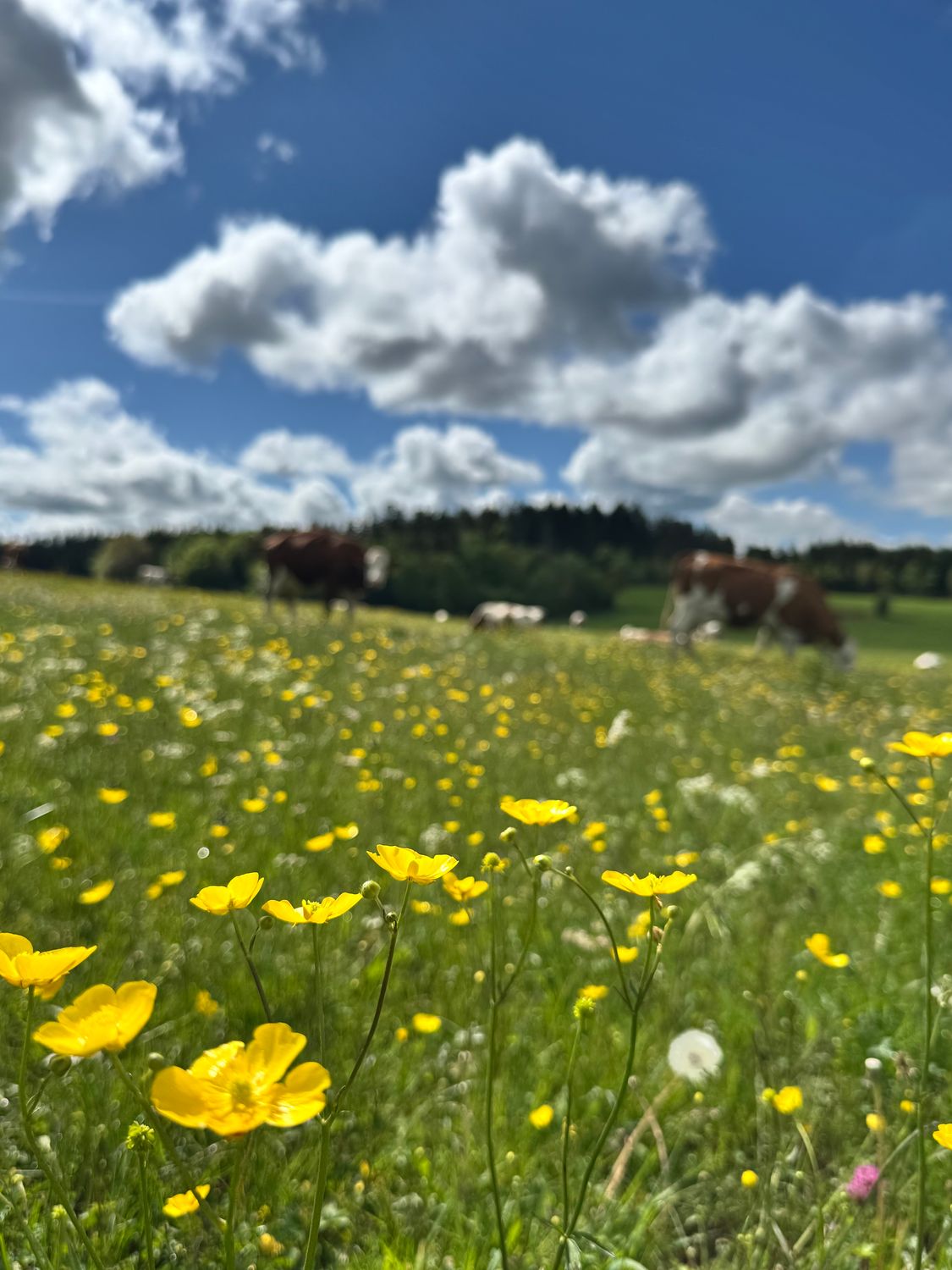 MAEC BFC - Reconstituer naturellement un couvert prairial avec les caractéristiques fourragères souhaitées - 10/10/2025