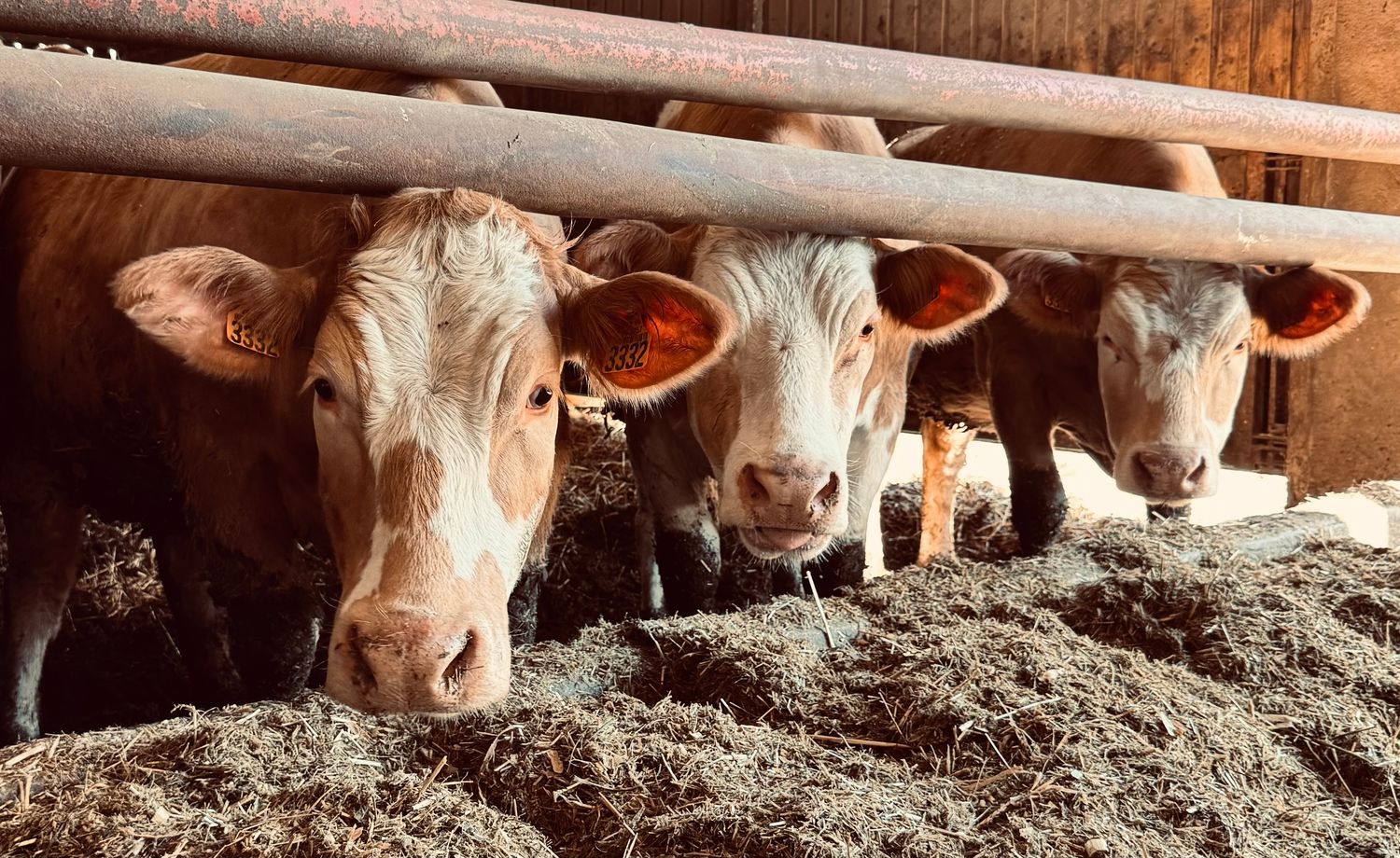 Réussir l’élevage de ses génisses : alimentation et suivi de croissance - 13/11/2025 et 05/03/2025