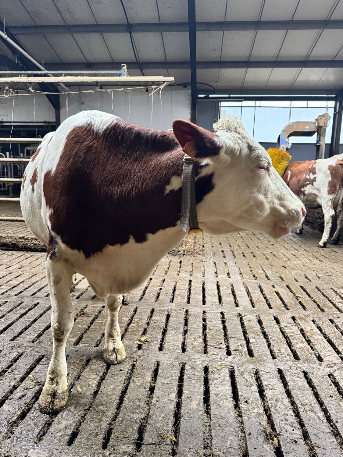 Améliorer ses pratiques et se perfectionner au parage de ses bovins – base - 16/01/2026