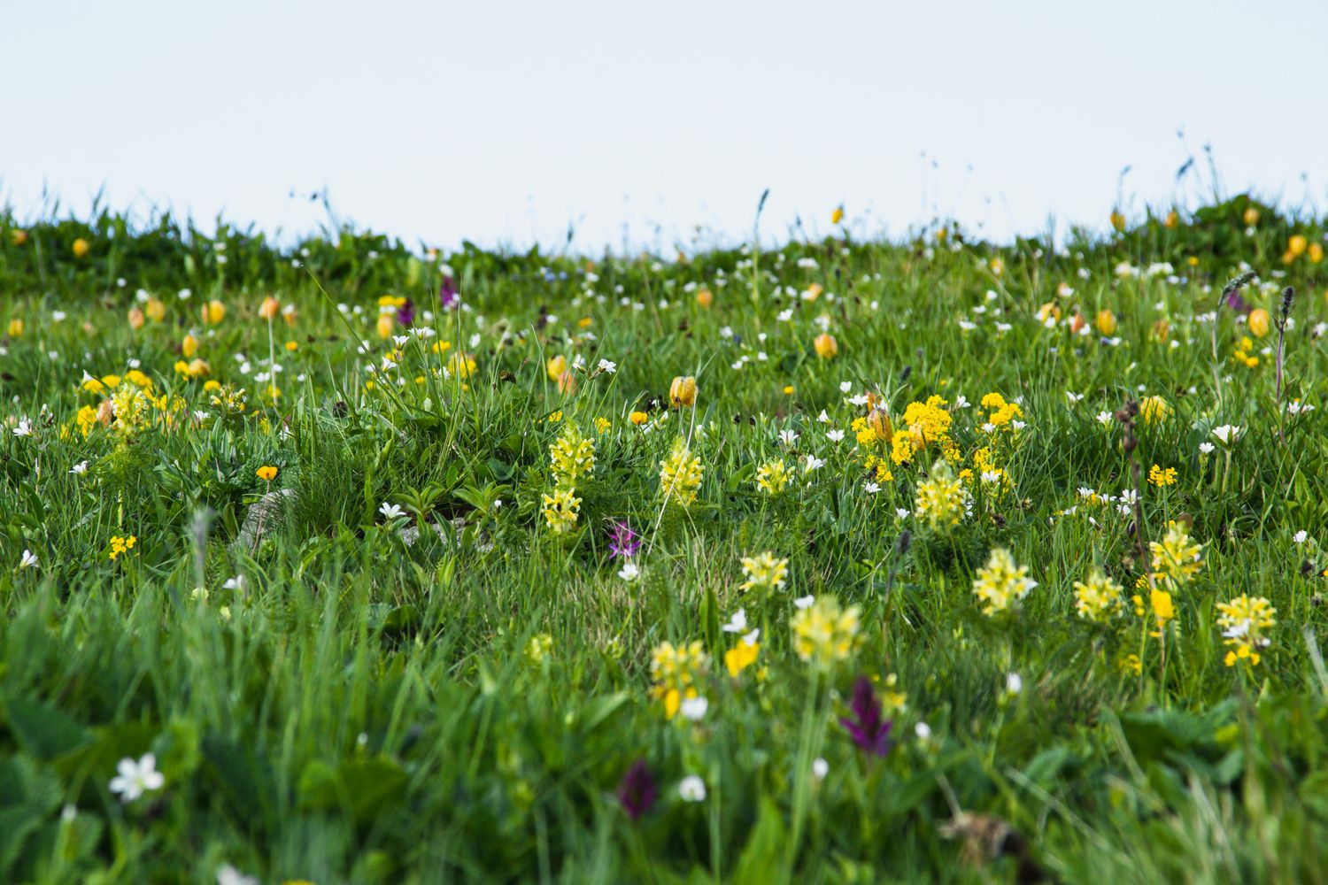 MAEC BFC - Les prairies naturelles : un levier pour l'autonomie, la rentabilité et l'environnement - 22/01/2026
