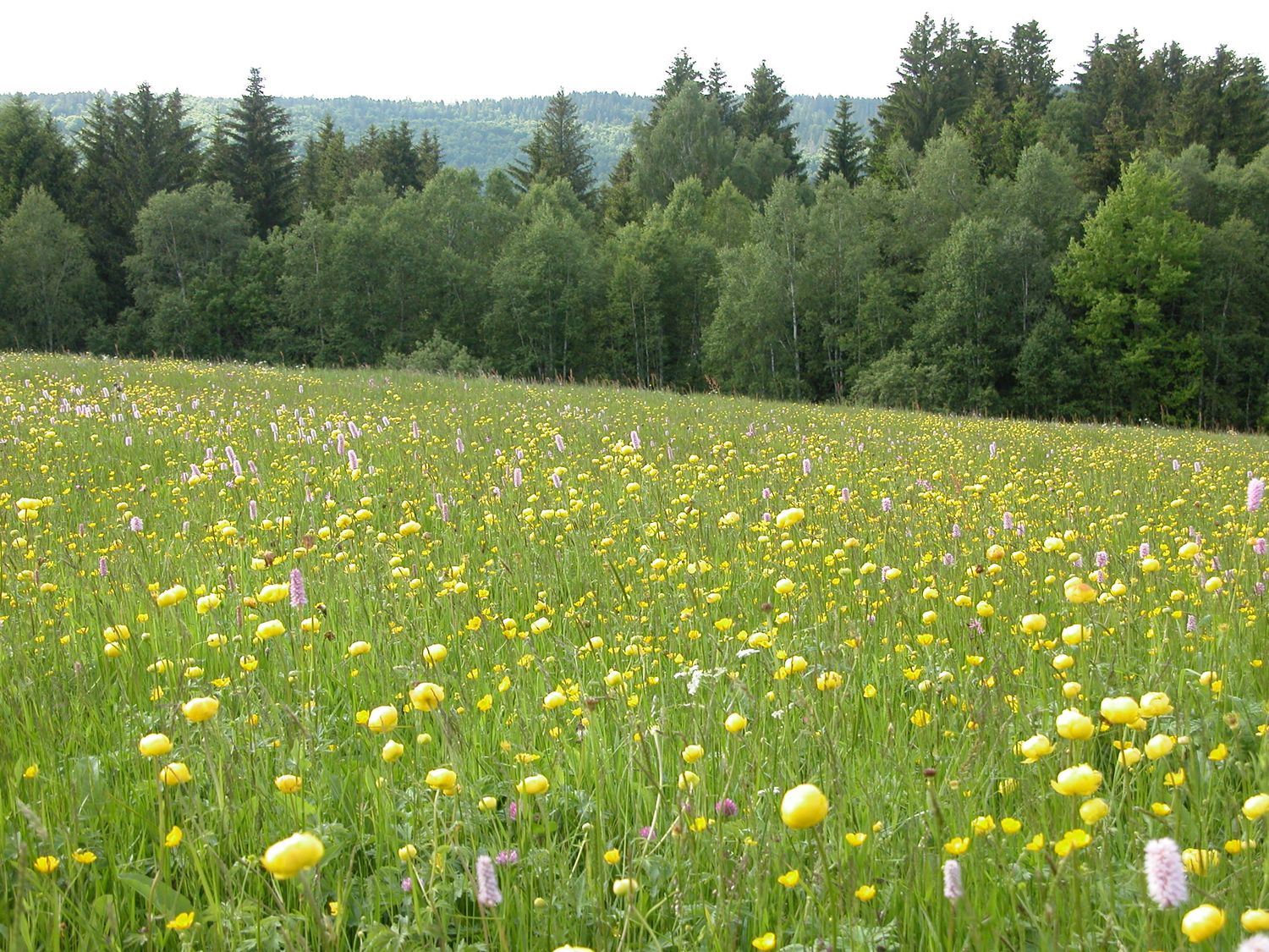 MAEC BFC : Initiation à la botanique de terrain et à  la bio indication sur les prairies naturelles de montagne - 04/05/2026