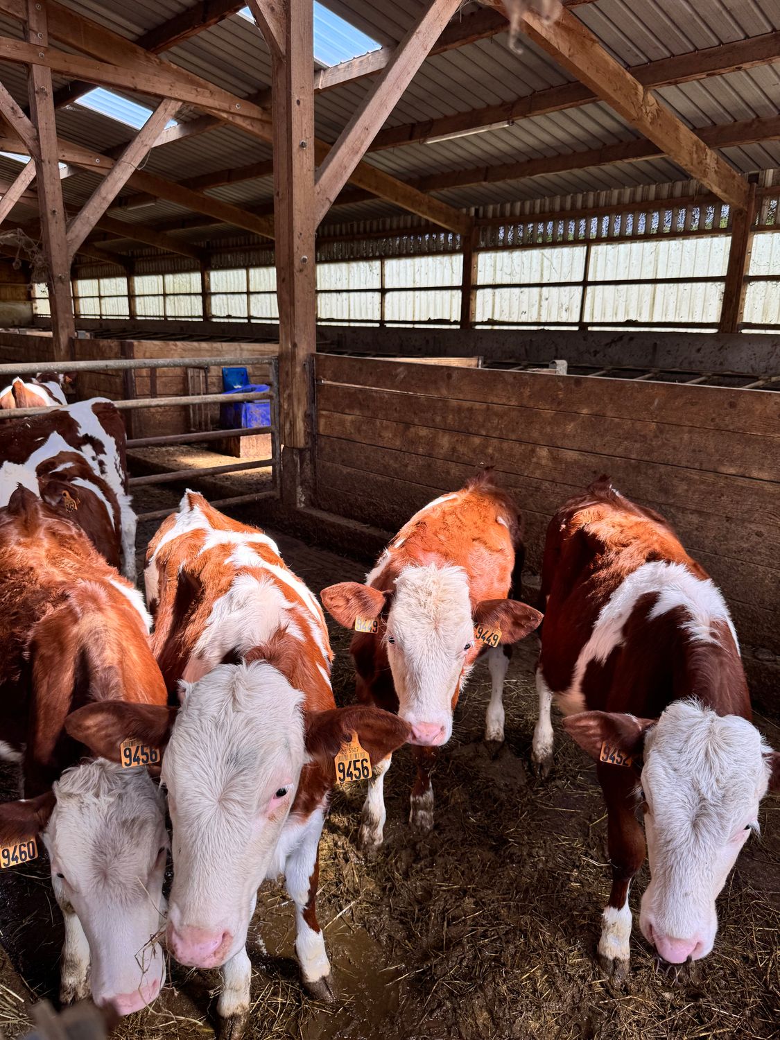 Découvrir le reiki pour mes animaux - 20, 23 et 30/04/2026 - Secteur à définir