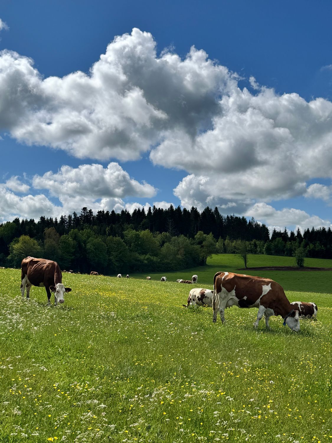 Optimiser la complémentation minérale de la vache laitière - 05, 06/02/2026