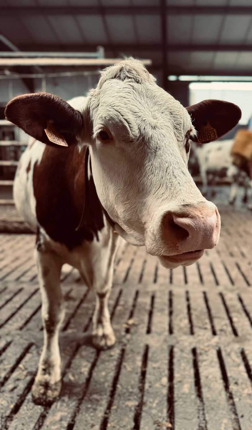 Favoriser le bien-être animal par la pratique du ressenti et du rééquilibrage énergétique des animaux - 02 et 03/03/2026