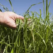 Prairies, fourrages et troupeau : piloter la production, la qualité et maîtriser les coûts - 12/02, 03/04 et 06/11/2026 (matins uniquement)