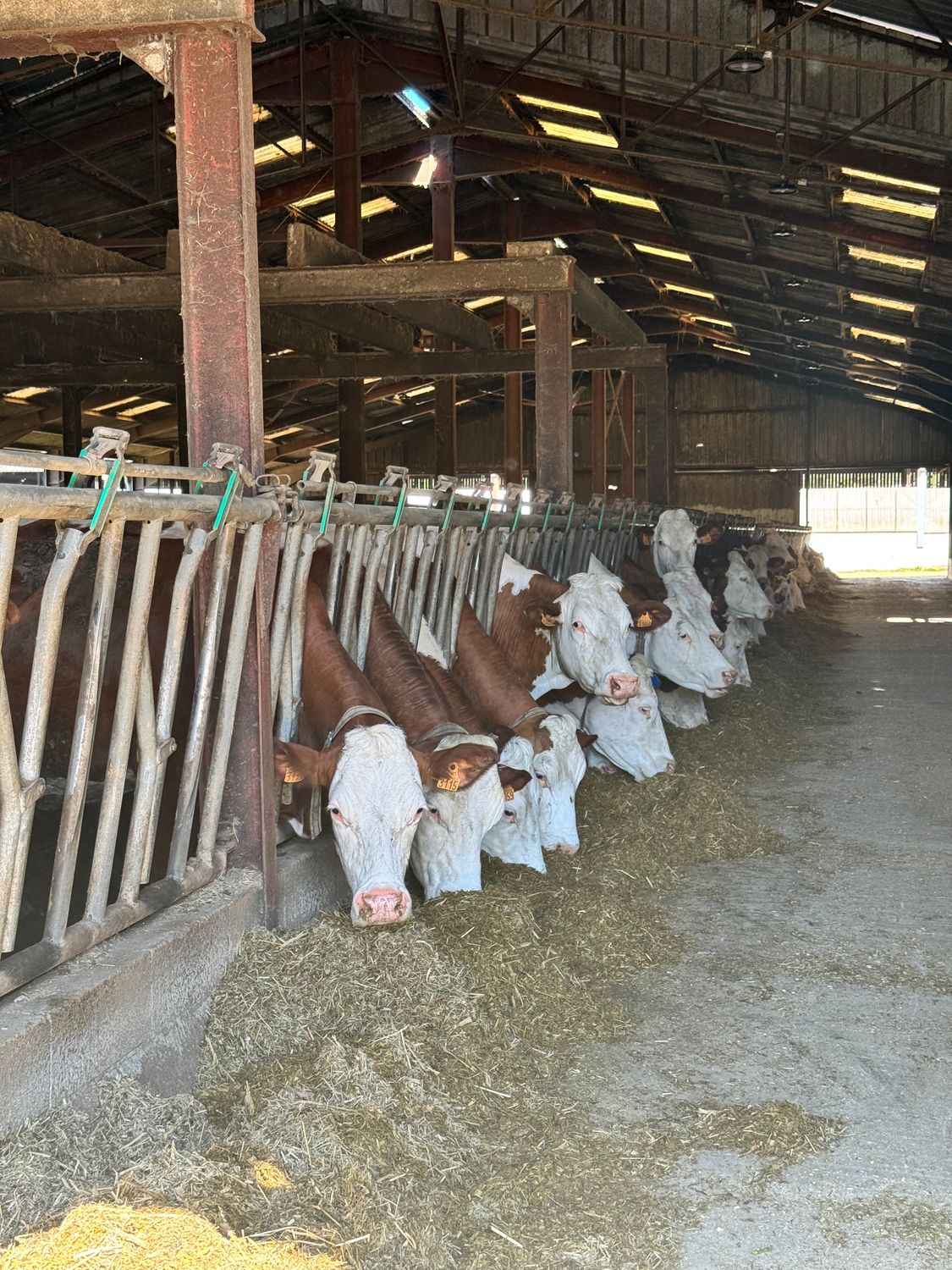 Comprendre les vagues de problèmes sanitaires, pour mieux adapter son système d'élevage - 24/02/2026