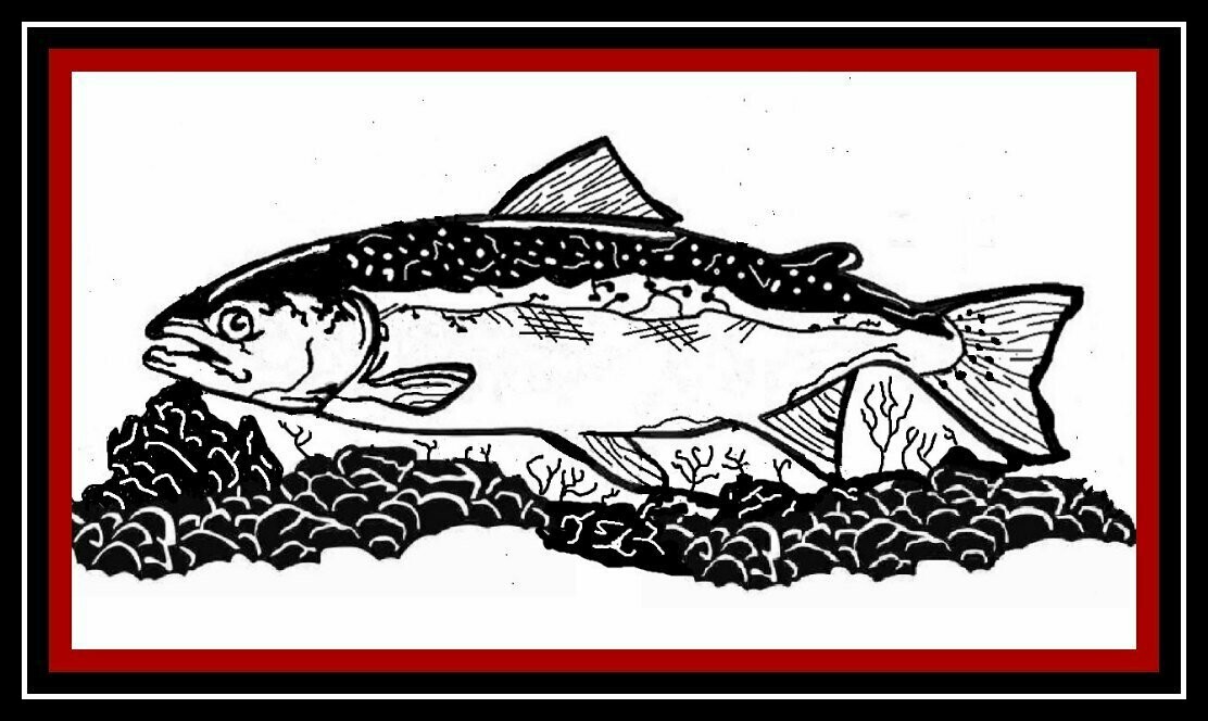 Quinnat Chinook Salmon