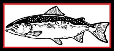 Hototo Chinook Salmon