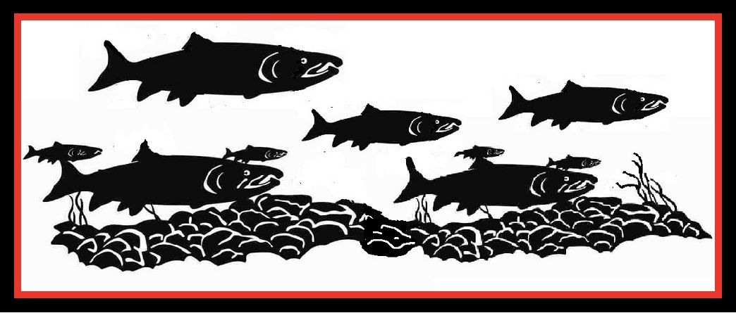 ​Pink Salmon School