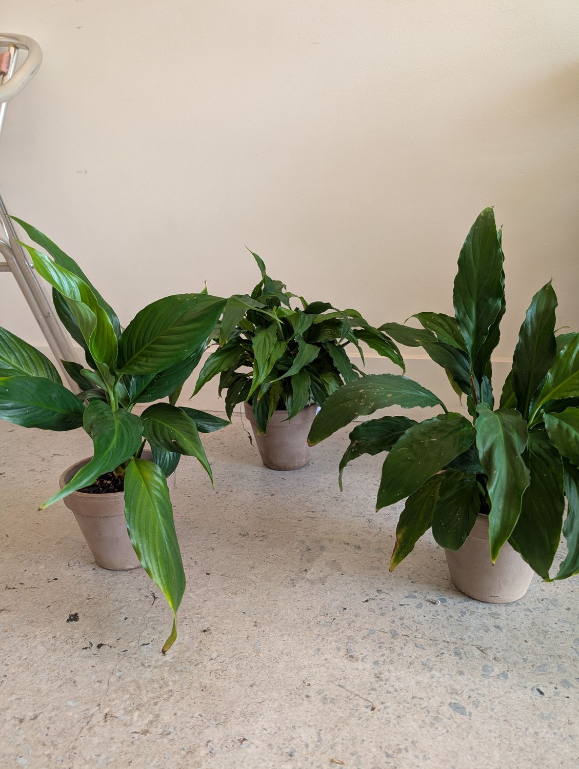 Peace Lily Plant