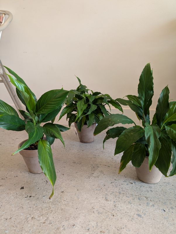 Peace Lily Plant