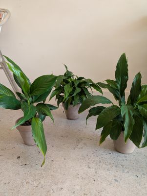 Peace Lily Plant