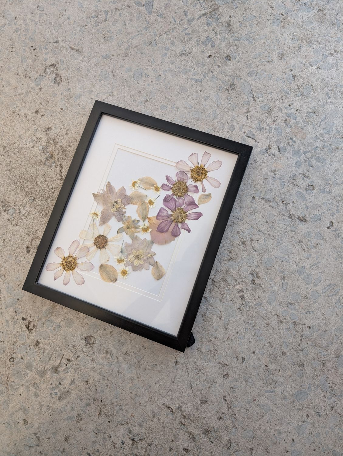 Cosmos Pressed Flower Frame
