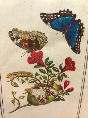 Prenten | Gebruikt | Vlinders | Rupsen | Insecten | Bloemen | ± 20 x 18