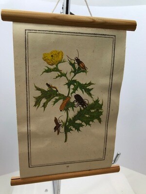 Prenten | Gebruikt | Vlinders | Rupsen | Kevers | Insecten | Bloemen | ± 19 x 13 - #86
