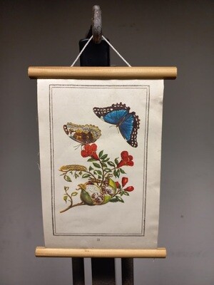 Prenten | Gebruikt | Vlinders | Rupsen | Insecten | Bloemen | ± 20 x 18