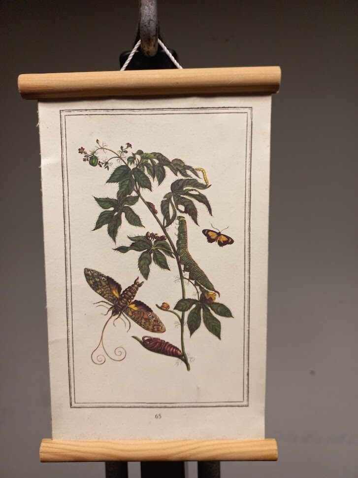 Prenten | Gebruikt | Rupsen | Insecten | Vruchten | Vlinder