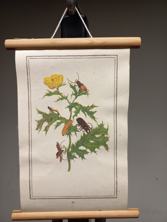 Prenten | Gebruikt | Vlinders | Rupsen | Kevers | Insecten | Bloemen | ± 19 x 13 - #86